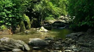 Thumbnail: Peaceful Forest Sounds, Flowing Water, Birds Singing, Relaxing Nature Sounds, ASMR