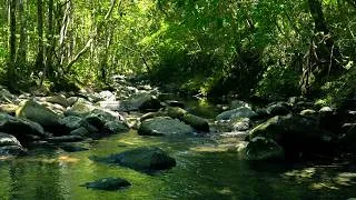 Thumbnail: Forest Ambience, Peaceful Streams Water Sounds, Birdsong, Relaxing Nature Sounds, ASMR