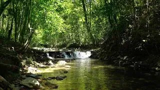 Thumbnail: Calming Forest Sounds, Peaceful Birdsong, Babbling Stream for Sleep and Stress Relief