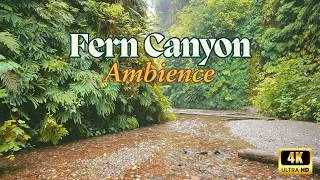 Thumbnail: Relaxing Creek Ambience | Fern Canyon Redwood National Park | Natural Nature Soundscape | Not AI