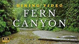 Thumbnail: Forest Creek Hike 4k | Fern Canyon, Redwood National Park | Sleep, Study, Relax, Meditate | Not AI