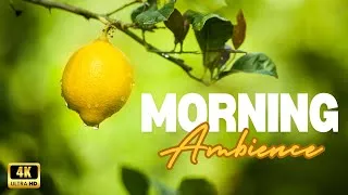 Thumbnail: Spring Morning Ambience in a citrus grove | Southern California birdsong | Meditation, Relax, Study