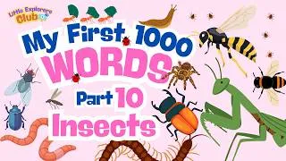 Thumbnail: 1000 Words Series– Part 10 | Insects & Bugs! 🐞🦋🐝