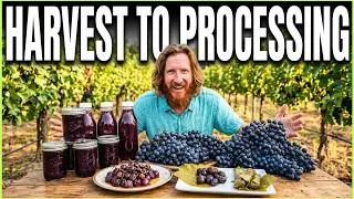 Thumbnail: Beyond Jelly: 9 Unique Ways to Preserve Your Garden Grapes