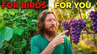 Thumbnail: Grapes AREN’T Meant For Humans