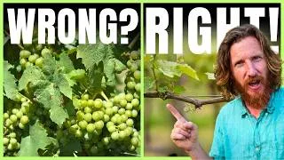 Thumbnail: Watch This Before Growing Grapes! (Or If You Think You Know How)