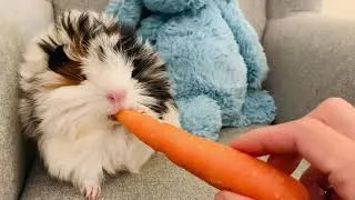 Thumbnail: Baby guinea pig trying out fruit and vegetables
