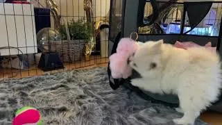 Thumbnail: Pomeranian puppy loves pink bunny