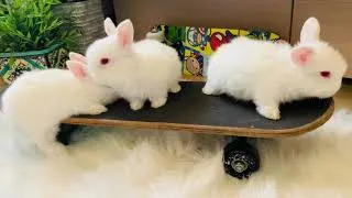 Thumbnail: Mini lop baby bunnies can skate