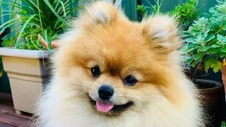 Thumbnail: Pomeranian. Happiness is playing with my giraffe 🐾❤️