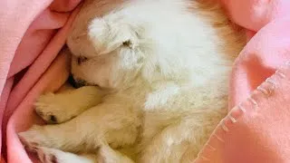 Thumbnail: Pomeranian puppy vs Coke bottle