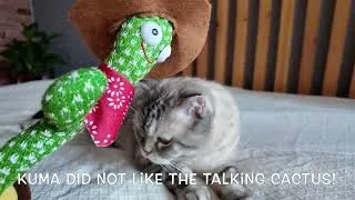 Thumbnail: Cute Cat's MEOW Stories 🐾🐈 Play Fun with real Kitten 🌵🐱 TALKING CACTUS  & BIG COTTON SWAB | Ep38