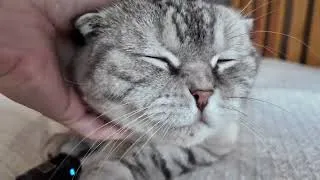 Thumbnail: CUTE CATS ASMR | 3 minutes of Cozy & Chill Sounds | Little Kitten Friends Ep #37 🐾✨