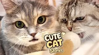 Thumbnail: CUTE CATS STORY - Fluffy Adventures 36 😺 🐈 Play Fun with REAL Kitten’s: Kuma and Yuki CATVLOG!