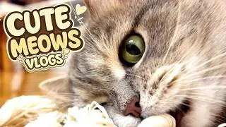 Thumbnail: Cute Cat's MEOW Stories 😺 🐈 Play Fun with REAL Kitten's 🐾 Two Fluffy pants adventures #35