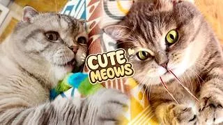 Thumbnail: CUTE CAT'S STORIES 😺 🐈 Funny Playlist with REAL Kitten's and Mom with Mat for Cat ! Ep. 34