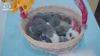 Thumbnail: A Basket of Kittens