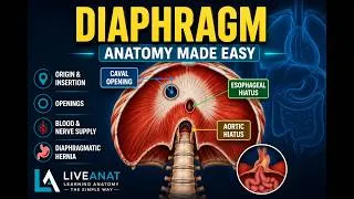 Thumbnail: Thoracoabdominal Diaphragm Made Easy | Openings, Blood Supply & Hernias
