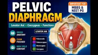 Thumbnail: Gross Anatomy of the Pelvic Diaphragm | MBBS Anatomy Made Easy