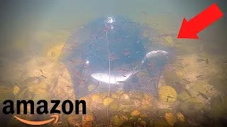 Thumbnail: Amazon's WORST Crayfish Trap? (Umbrella Trap Test!)