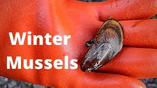Thumbnail: Coastal Foraging for Mussels in Winter (ICY Water Shellfish)