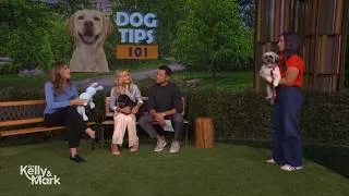 Thumbnail: Dog Tips 101 with Jaime Goodrich