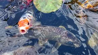 Thumbnail: fishc.am