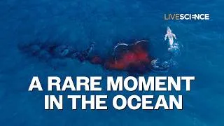 Thumbnail: Watch humpback whale birth captured by camera drone off Australian coast