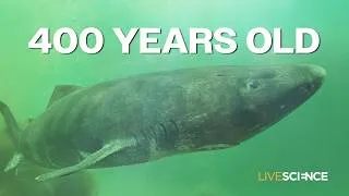 Thumbnail: Scientists decode the first whole-genome of a Greenland shark