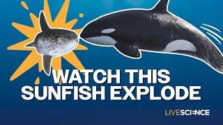Thumbnail: Orca headbutts a sunfish so hard it explodes