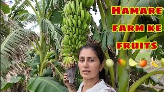 Thumbnail: Hamara fruit forest ready ho raha hai.    #farming #farm #fruit 