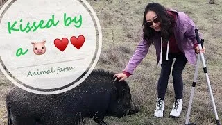 Thumbnail: Have you been kissed by pigs before? 🐷 love | Volunteering at Farm Animal Rescue & Sanctuary in Napa