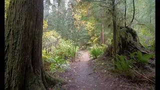 Thumbnail: Gothic 1-3 Soundtrack /Music & Ambience/ Journey to the forest