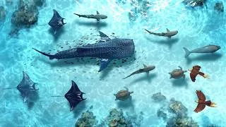 Thumbnail: The Ocean Has An Amazon, And It's Insane