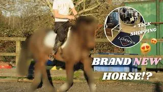 Thumbnail: SHOPPING FOR A NEW HORSE!