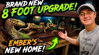 Thumbnail: Upgrading Ember to a 8 foot (Toad Ranch) Cage! - Asian Water Monitor #LizardKing