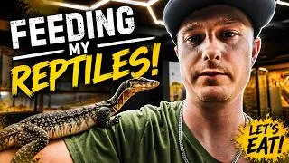 Thumbnail: FEEDING My REPTILES! Crocodile Monitor, Tortoises & More!