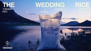 Thumbnail: Wikifarmer - The Wedding Rice (case study)