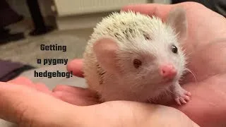 Thumbnail: I GOT A HEDGEHOG?!
