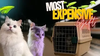 Thumbnail: I got my dream pets and a special fish box | Full unboxing and reaction!🤩