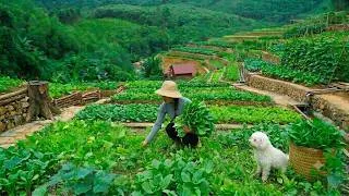 Thumbnail: Harvesting vegetables from the fields to sell. Simple meals on rainy days - living off the farm.