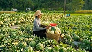 Thumbnail: Harvesting watermelons and cantaloupes to sell - living alone in the mountains. Loan Bushcraft.