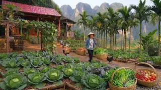 Thumbnail: Harvest kohlrabi and cabbage. Renovate the garden and plant new vegetables. Wrap banh chung.