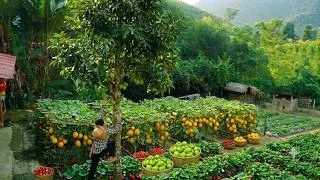 Thumbnail: Harvesting wild mangosteen in the forest. Learn about growing and harvesting melons indoors.