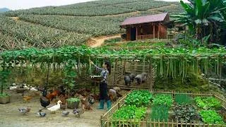 Thumbnail: Renovate the farm. Do some gardening, plant more pineapples. Harvest long beans.