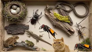 Thumbnail: finding various types of insects in the wild around us