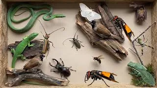 Thumbnail: finding various types of animals around us