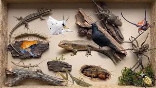 Thumbnail: Incredible‼️ Catching a strange stick insect in the wild, plus a lizard and a weird spider