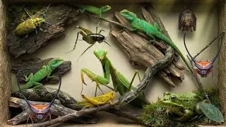 Thumbnail: catching the most unique insects around us