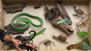 Thumbnail: Bitten by the most dangerous insect‼️